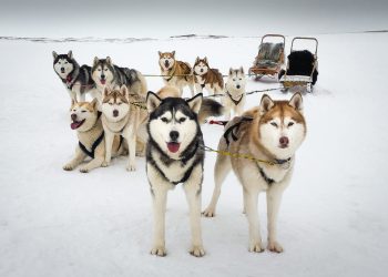 husky5